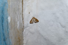 Acentropinae