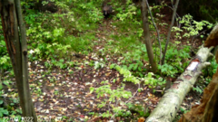 Nyctereutes procyonoides