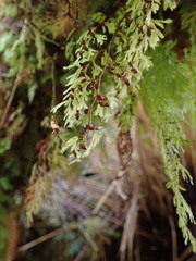 Hymenophyllum multifidum