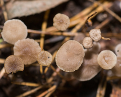 Strobilurus conigenus