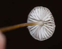 Strobilurus conigenus