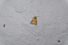 Mycteroplus puniceago