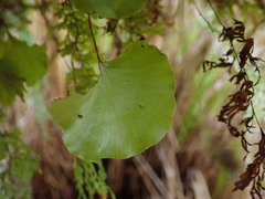 Hymenophyllum nephrophyllum