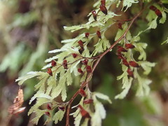 Hymenophyllum multifidum