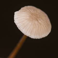 Strobilurus conigenus