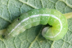 Brachylomia viminalis