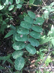 Amorpha ouachitensis