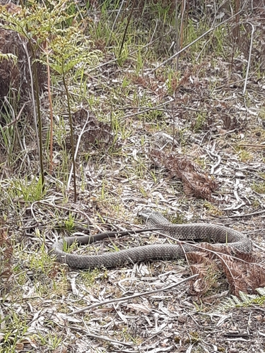 Tiger Snake sighting