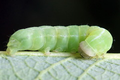 Brachylomia viminalis