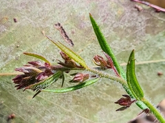 Gonocarpus elatus
