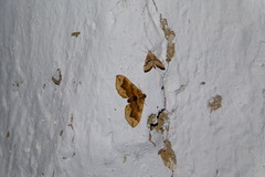 Parapoynx stratiotata