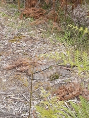 Notechis scutatus