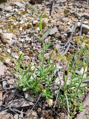 Gonocarpus elatus