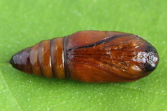 Brachylomia viminalis