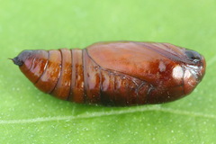 Brachylomia viminalis