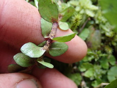 Gratiola sexdentata