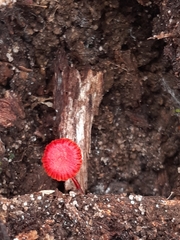 Cruentomycena viscidocruenta