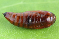 Brachylomia viminalis