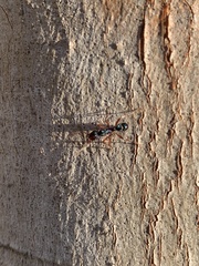 Rhytidoponera aspera