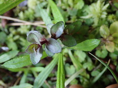 Gratiola sexdentata