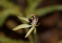 Caladenia atradenia