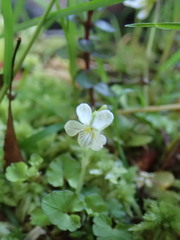 Viola filicaulis