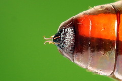 Brachylomia viminalis