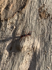 Rhytidoponera aspera