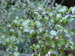 Gaultheria antipoda