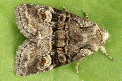 Brachylomia viminalis