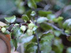Gaultheria antipoda