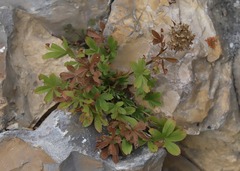 Potentilla caulescens