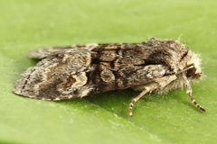 Brachylomia viminalis