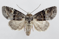 Brachylomia viminalis