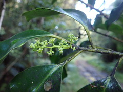 Griselinia littoralis