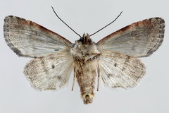 Brachylomia viminalis