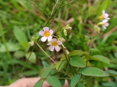 Oxalis barrelieri