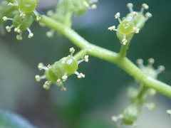Griselinia littoralis
