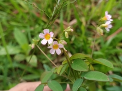 Oxalis barrelieri