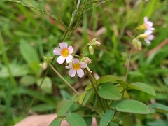 Oxalis barrelieri