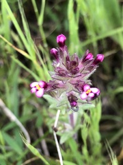 Parentucellia latifolia