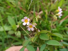 Oxalis barrelieri
