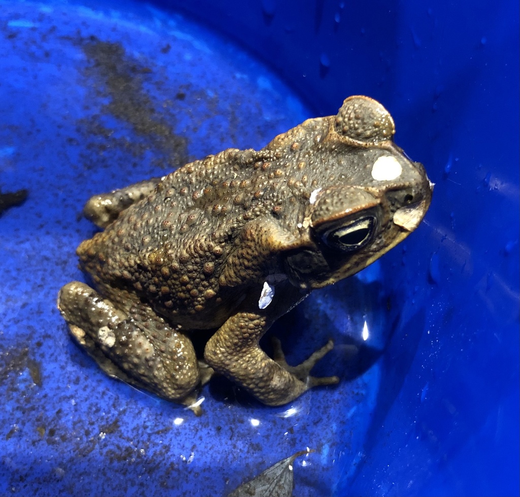 Cane Toad From Te Ika-a-māui North Island, New Plymouth, Taranaki, Nz 