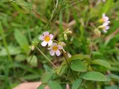 Oxalis barrelieri