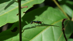 Cicindelinae