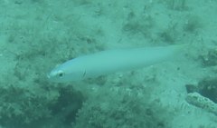 Ptereleotris microlepis