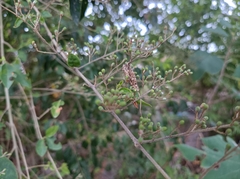 Ligustrum lucidum