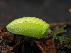 Apoda limacodes
