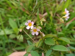 Oxalis barrelieri