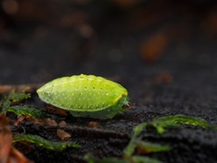 Apoda limacodes